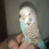 English budgie  (larger parakeet)