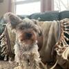 Female Yorkie