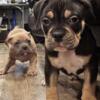 2 pups left blue tri male fawn female 12 wks