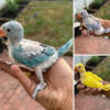 Indian ringneck babies