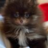 Pomeranian Puppy Available- AKC, Female