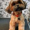 Shihtzu pups due July 4th