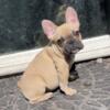 French Bulldog AKC affordable quality puppies