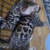 Purebred Bengal Kittens