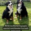 AKC Bernese Mountain Dogs