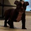Nice American bully