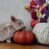 Sweet Holland lop babies!