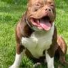 1 Year Old Chocolate Tri American Bully For Sale ABKC Registered 