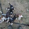 Beagle Pups For Sale