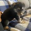 German Australian Shepherd mixes