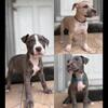 Pit bull puppies!