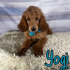 AKC STANDARD POODLE PUPPIES