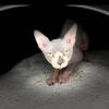 Sphynx Handsome Stud
