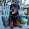 Rottweiler puppies akc registered