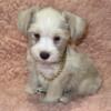 AKC Miniature Schnauzers for Sale