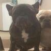 frenchie