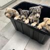 American bullies