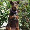 Dobermann puppies for sale for import from Europe with genetic tests