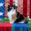Calico doll face female kitten 