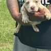 Micro bully puppies 