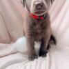 Labrador Retriever AKC Silver