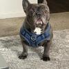 Male Frenchie looking to stud