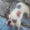 *NFS* French Bulldog Blue Pied Merle Tri Blue and tan