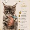 TICA registered male Maine Coon