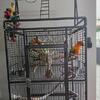 Sun conure 3 years old