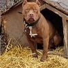 Old family red nose APBT (stud)