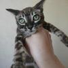 Brown Marble Bengal Male – European Bloodlines