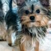 Yorkshire terrier puppies