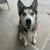 4 year old Purebred Husky available now and needs a good home.