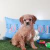Goldie Pretty Female Mini Goldendoodle