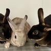 Mini Rex rabbits near Hartford, CT