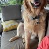 Male Golden Retriever Stud service (half English cream half American) AKC/OFA certified