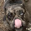 Micro bully