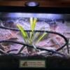 BIOACTIVE SET UP AND YOUNG GECKO 