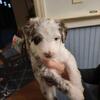 aussiedoodles
