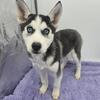 Betty ckc Siberian Husky pup 