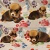 CKC Corgi Puppies For sale