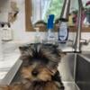 AKC registered Yorkshire terriers