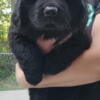 Newfoundland Puppies for sale, black- 17 weeks old- AKC registration available