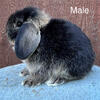 Holland Lop Bunnies