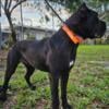 Cane corso champion lines