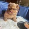 Male Shih Tzu Puppy For Sale