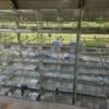 Breeding cages for sale