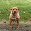 Sweet American bully girl looking for PET HOME