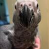 Imperfect African Grey baby