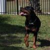 Regal Rottweiler Puppies